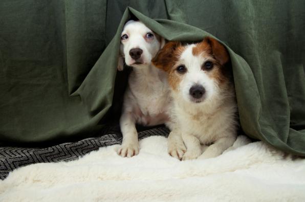 Las mascotas pueden asustarse por pertardos y cohetes